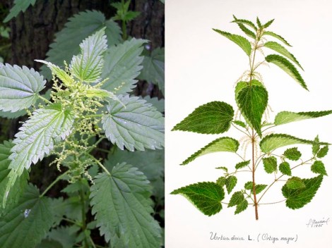 Foto de planta fresca e ilustración